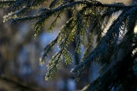 Spruce branch Foto stock