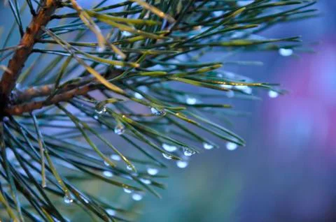 Spruce branch 写真素材