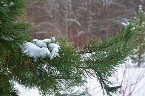 Spruce branch Stock Photos