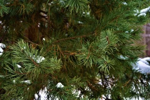 Spruce branch Stock Photos