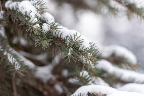 Spruce branch Stock Photos