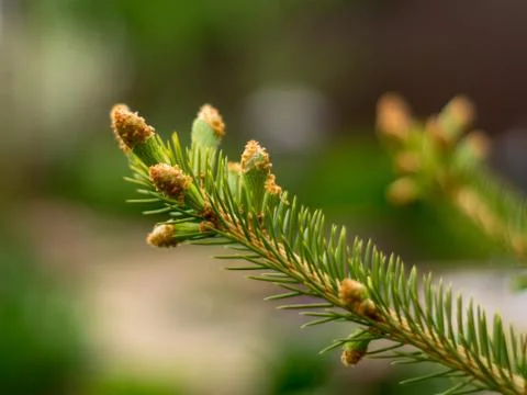 Spruce branch Stock Photos