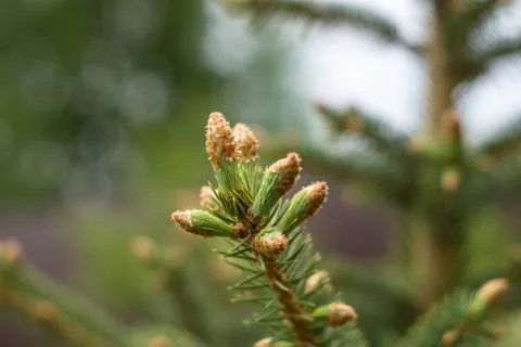 Spruce branch Stock Photos