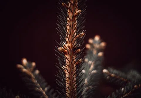 Spruce branch Stock Photos
