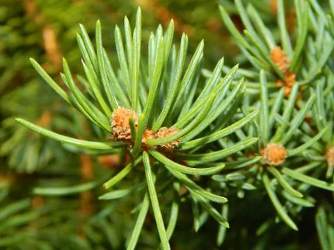 A spruce branch Stock Photos