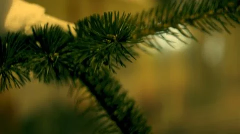 Spruce branch Stock Photos