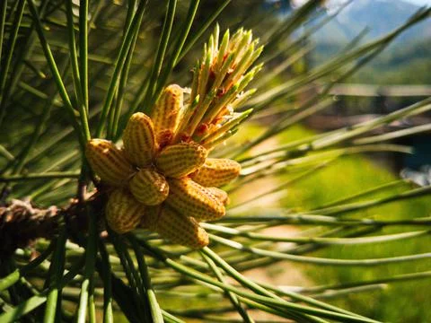 Spruce branch 스톡 사진