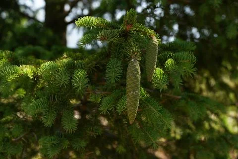 A spruce branch with pine cones. Stock Photos