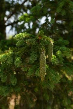 A spruce branch with pine cones. Stock Photos