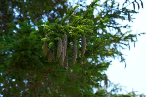 A spruce branch with pine cones. Stock Photos