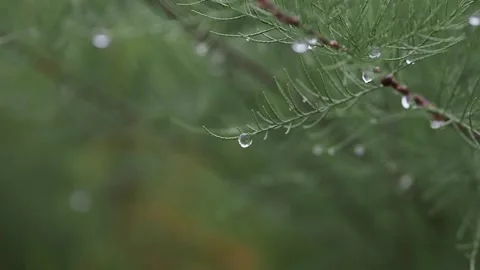 Spruce branch in rain in forest Stock Footage 318728771