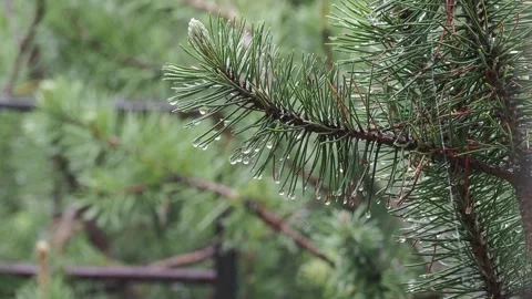 Spruce branch in rain in forest Stock Footage 318730543