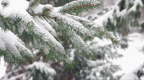 Spruce branch with snow Video stock 45805199