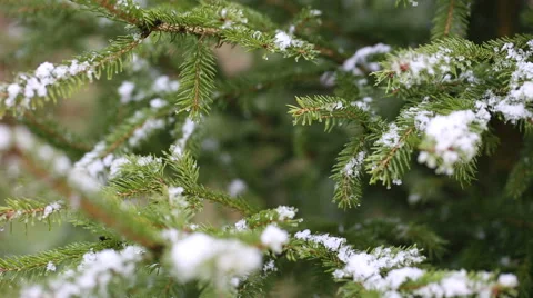 Spruce branch with snow Stock Footage 58652724