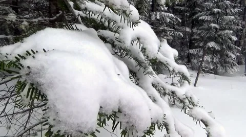 Spruce branch in snow 库存影片 62678138