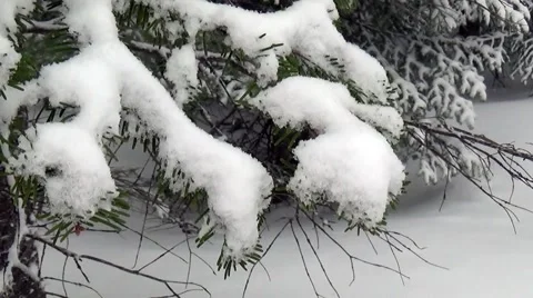Spruce branch in snow 库存影片 62706872