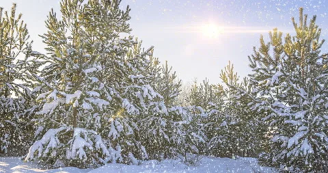 Spruce branch in the snow. Snowfall in the winter forest. Stock Footage 163875466