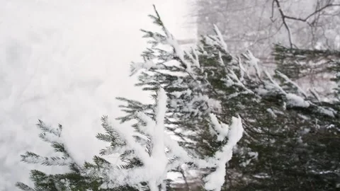 Spruce branch with a snowdrift close-up Stock Footage 253076816