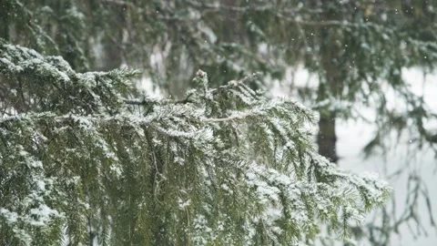 The spruce branch in a snowfall. Winter background. Snowy overcast day in winter Stock Footage 323805770