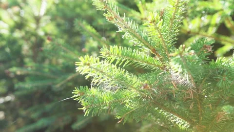 Spruce branch with spider webs Vídeo Stock 130880577