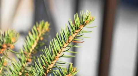 Spruce branch in spring. Stock Photos