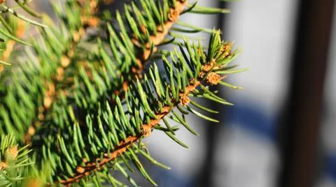 Spruce branch in spring. Stock Photos