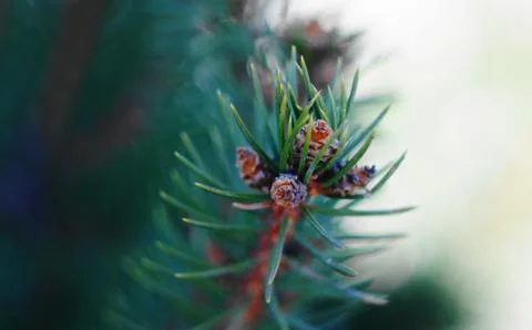 Spruce branch in spring. Stock Photos
