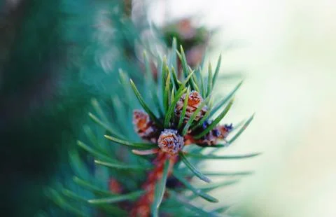 Spruce branch in spring. Stock Photos