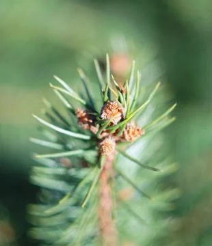 Spruce branch in spring. Stock Photos