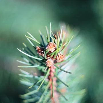 Spruce branch in spring. Stock Photos