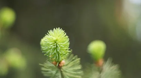 Spruce branch in spring. Stock Photos