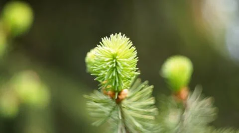 Spruce branch in spring. Stock Photos