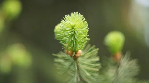 Spruce branch in spring. Stock Photos