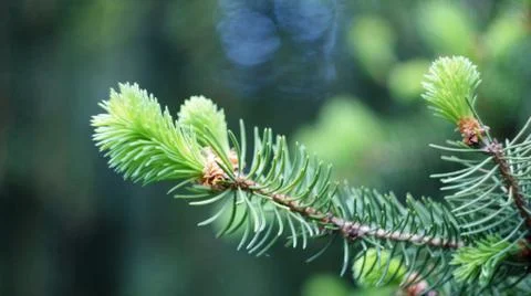 Spruce branch in spring. Stock Photos