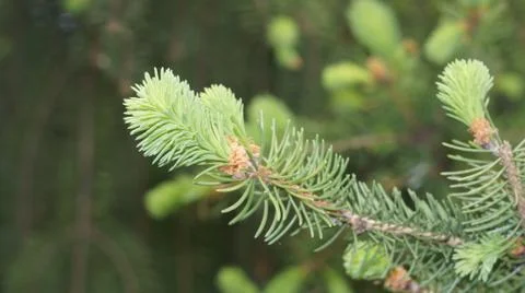 Spruce branch in spring. Stock Photos