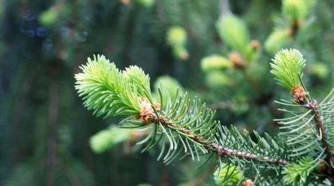 Spruce branch in spring. Stock Photos