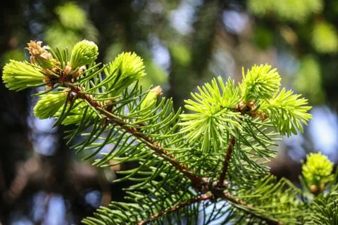 Spruce branch in spring Stock Photos