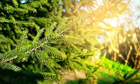 Spruce branch in the sun close up Stock Photos