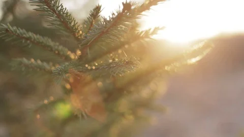 Spruce branch in the sun glare Stock Footage 128297603