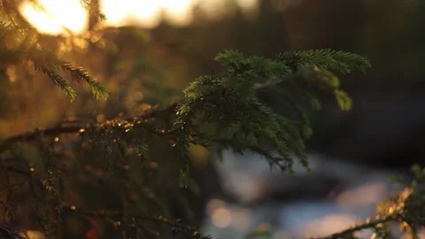 Spruce branch in the sunlight Stock Footage 249440392