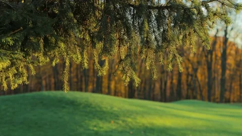 Spruce branch at sunlight. Park tree. Calming mood video. Stock Footage 157672099