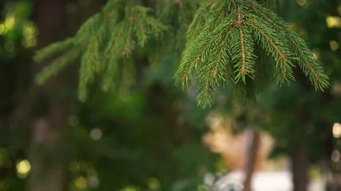 Spruce branch swaying in wind, festive Christmas mood Stock Footage 320896900