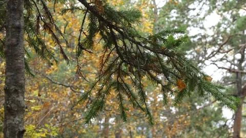 A spruce branch swaying in the wind. Stock Footage 296826635