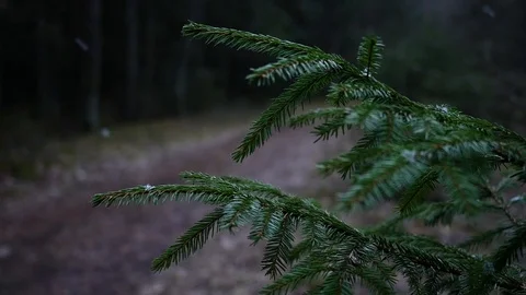 Spruce branch sways in the foreground. It is snowing. Vídeos de archivo 125605181