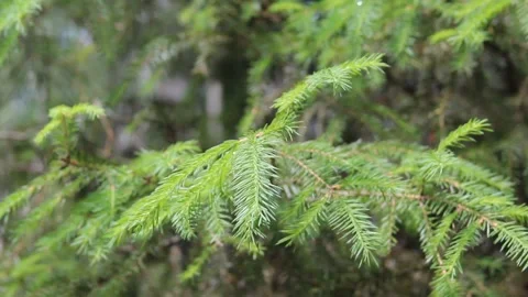 Spruce branch sways in the wind. Evergreen pine tree, sways in the wind. Closeup Stock Footage 155895070