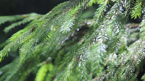 Spruce branch sways in the wind. Evergreen pine tree, sways in the wind. Closeup Stock Footage 155895084