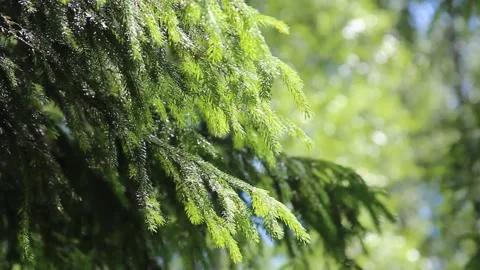 Spruce branch sways in the wind. Evergreen pine tree, sways in the wind. Closeup Stock Footage 155895104