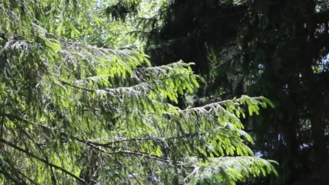 Spruce branch sways in the wind. Evergreen pine tree, sways in the wind. Closeup Stock Footage 155898460