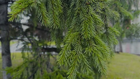 Spruce branch sways in the wind. Stock Footage 294928657