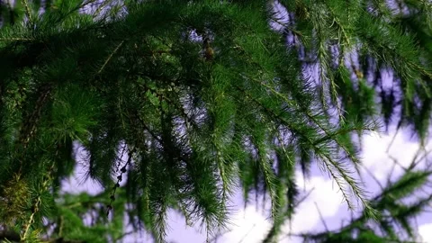 The spruce branch sways in the wind. Tree branch. Purple sky. 4k Stock Footage 170380646